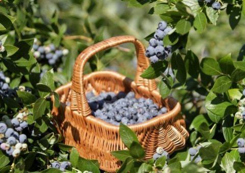  Comer frutas e evitar sucos industrializados ajuda a prevenir diabetes
